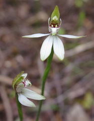 Caladenia minor
