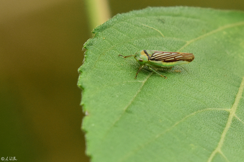 Subgenus Angusana · iNaturalist
