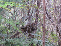 Poodytes punctatus punctatus