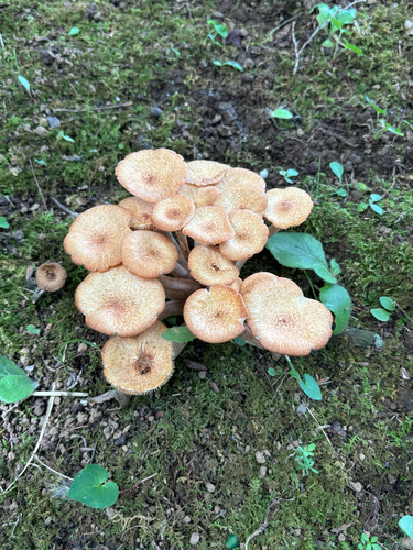 Desarmillaria tabescens