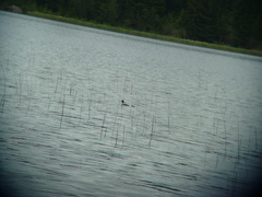 Bucephala