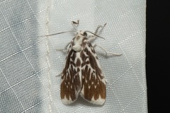 Adites pseudofrigida