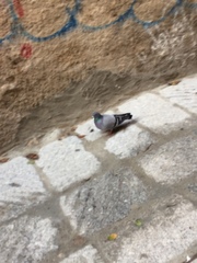 Columba livia domestica