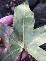 Cercospora liquidambaris