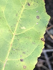 Cercospora liquidambaris