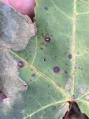 Cercospora liquidambaris