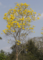 Handroanthus serratifolius