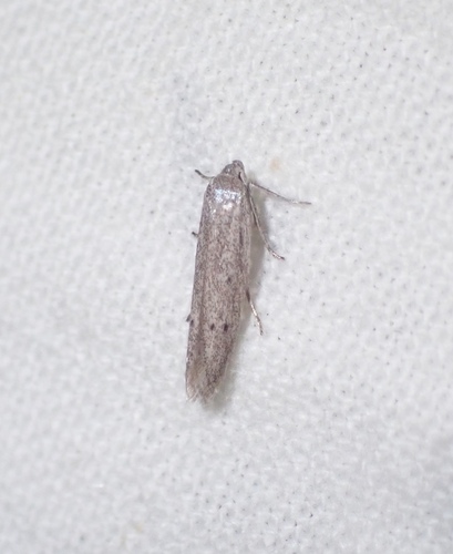 Blastobasid moth photo 2