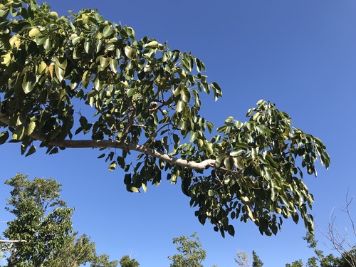 Metopium toxiferum image