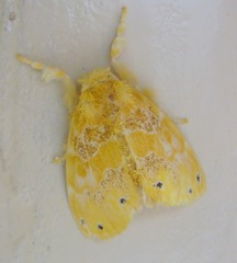 Artaxa guttata