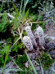 Coryphantha clavata clavata