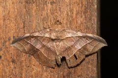Tiruvaca subcostalis