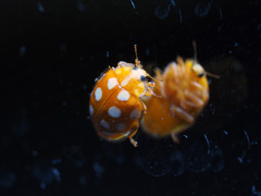 Halyzia sedecimguttata