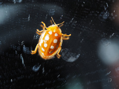 Halyzia sedecimguttata