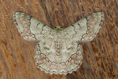 Pingasa rubimontana