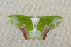 Protuliocnemis partita