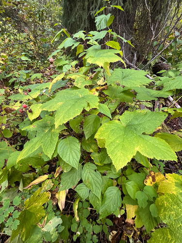 thimbleberry