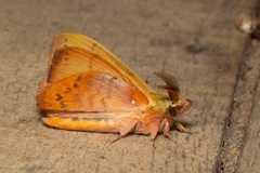 Radhica elisabethae