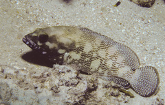 Epinephelus ongus