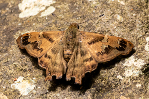Jera tricuspidata