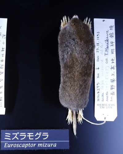 Japanese Mountain Mole (Oreoscaptor mizura) — Data Deficient Mammalia