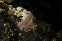 Alloiodoris lanuginata