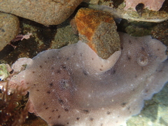 Alloiodoris lanuginata