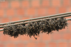 Tillandsia virescens