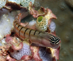 Twocoat Coralblenny photo 4