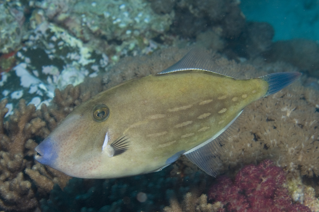 Darkvent Leatherjacket
