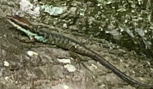 Rarotonga Treeskink, Emoia tuitarere
