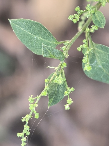 Chenopodium gracilispicum iNat (3)