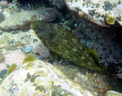 Aplodactylus lophodon