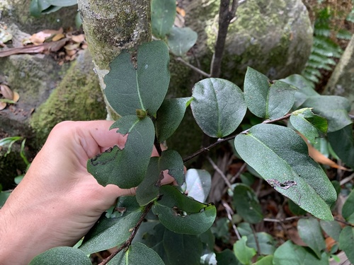 Diospyros hillebrandii observed 2025-09-21