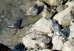 Columba livia domestica