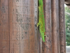 Phelsuma grandis