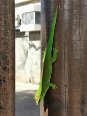 Phelsuma grandis