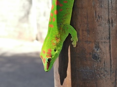 Phelsuma grandis