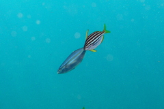 Elagatis bipinnulata