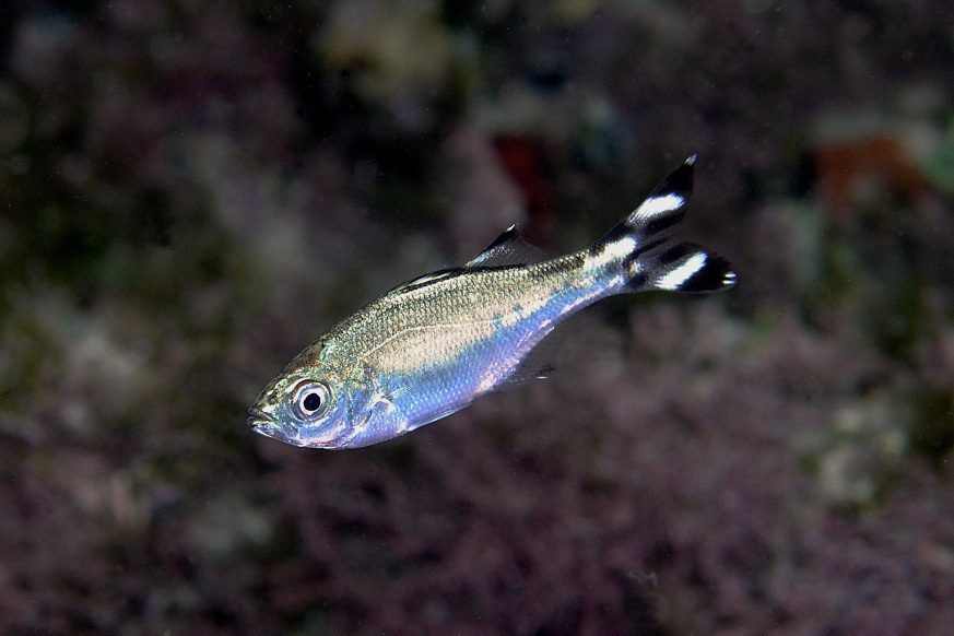 Genus Kuhlia  iNaturalist