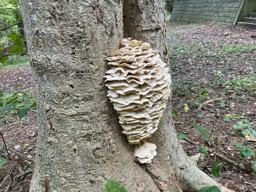 Climacodon septentrionalis