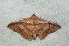 Tiruvaca subcostalis