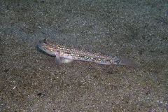 Istigobius hoesei