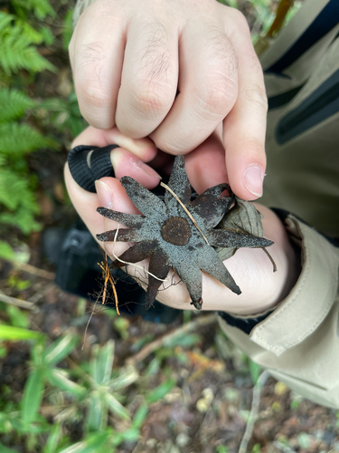 Gelatinipulvinella astraeicola