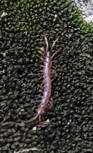 Garden Lithobius photo 5