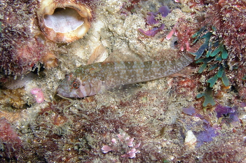 Clarke's triplefin (Trinorfolkia clarkei) — Tripterygiidae — 5