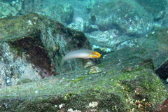 Valenciennea strigata