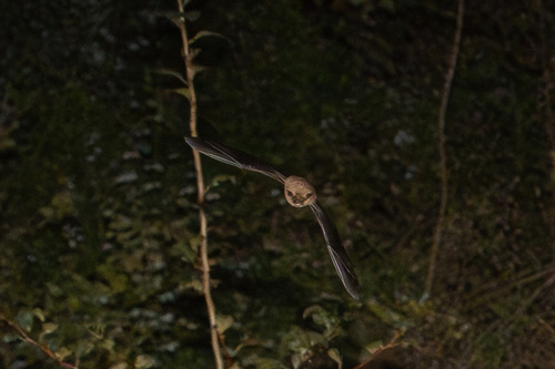 California Myotis photographed in Oregon