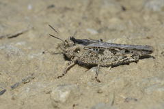 Acrotylus fischeri
