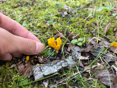 Neolecta irregularis